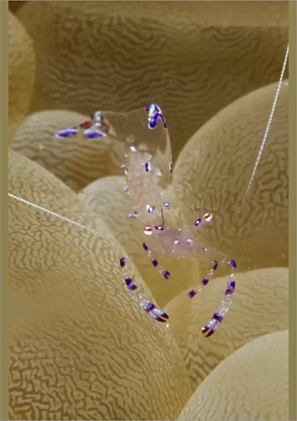 Blue and white transparent shrimp carrying eggs