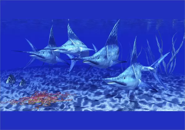 A group of Blue Marlin with two Siamese Tigerfish anda basket star