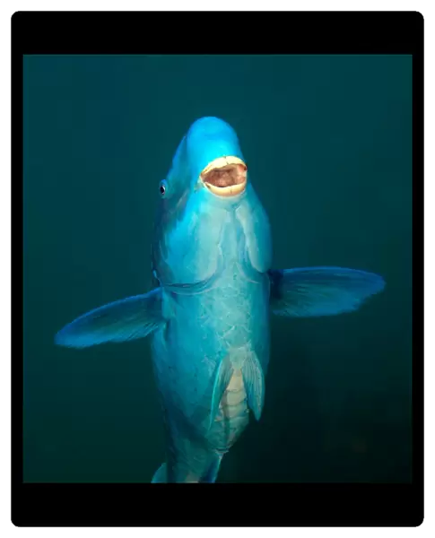 A Blue Parrotfish in the Atlantic Ocean off the coast of Key Largo, Florida