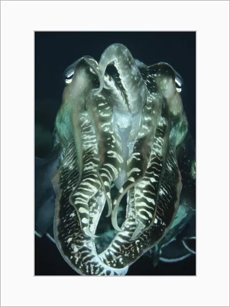 Cuttlefish, Indonesia