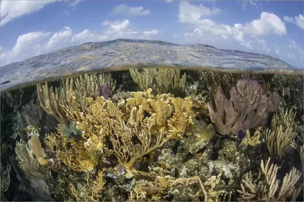 Gorgonians and reef-building corals near the Blue Hole in Belize