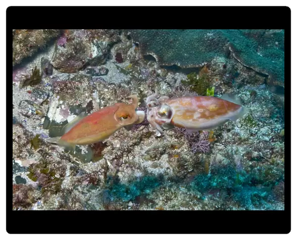 Mating orange cuttlefish, Byron Bay, Australia