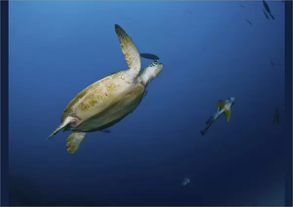 Sea turtle and batfish, Great Barrier Reef, Queensland, Australia