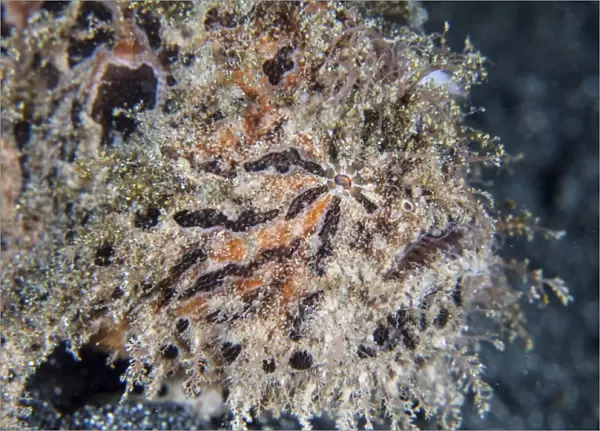 A hairy frogfish waits to ambush prey on a reef