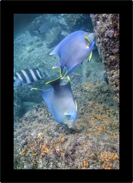 Blue Angelfish feeding on coral and algae with Sheepshead in background