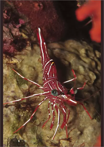 Red and white hinge-beak shrimps, Bali, Indonesia
