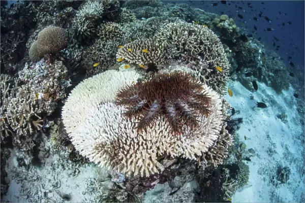 A crown-of-thorns starfish feeds on a table coral