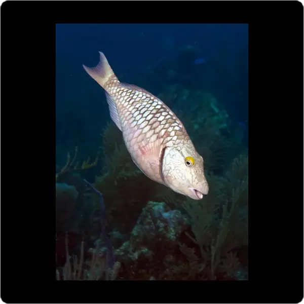 Intermediate stage Stoplight Parrotfish on Caribbean reef
