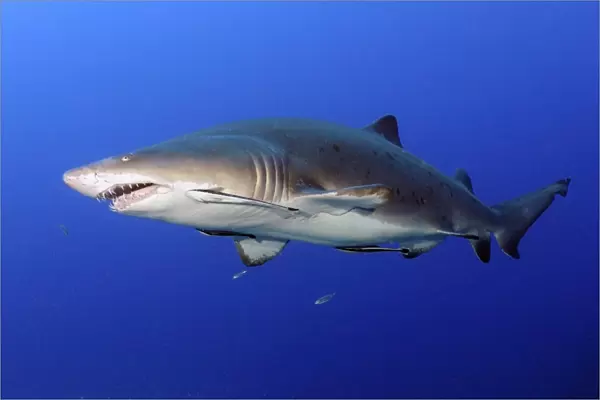 Sand Tiger Shark with remoras off coast of North Carolina