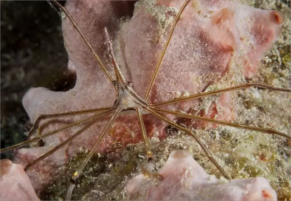 Arrow Crab carries her eggs underneath its abdomen