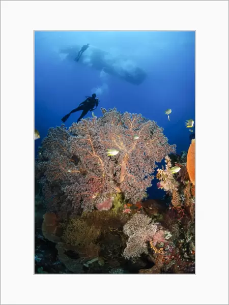 Diver swims over sea fans, Indonesia
