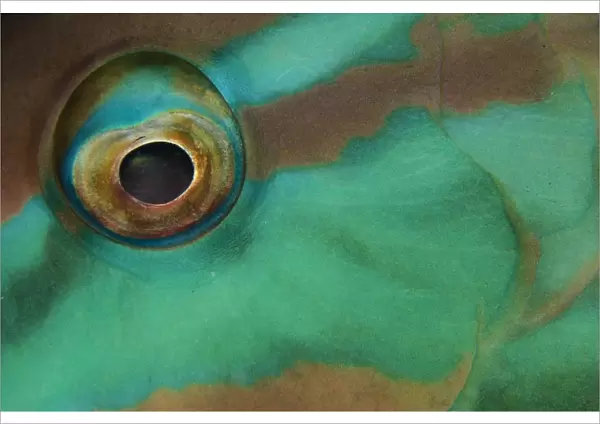 Close-up view of parrotfish eye, Belize