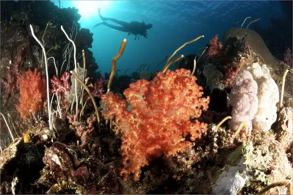 Diver explores a coral reef in Cenderawasih Bay, West Papua, Indonesia