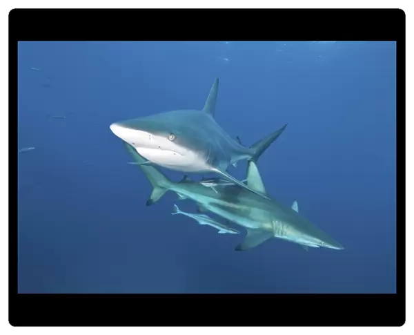 Oceanic blacktip sharks with remora in the waters of Aliwal Shoal, South Africa