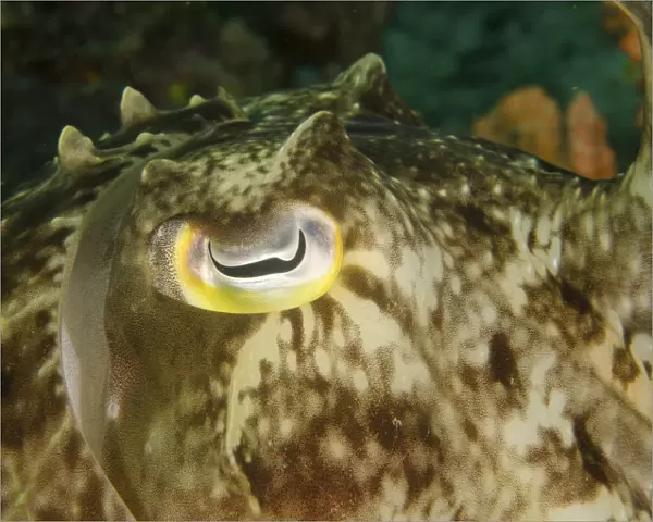 Close-up of a cuttlefish eye, Manado, Indonesia