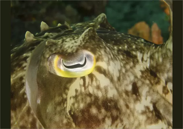 Close-up of a cuttlefish eye, Manado, Indonesia