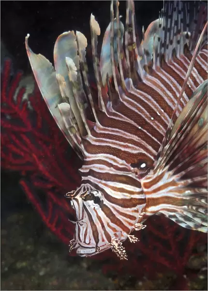 Indonesian Lionfish on a wreck site off the coast of North Carolina