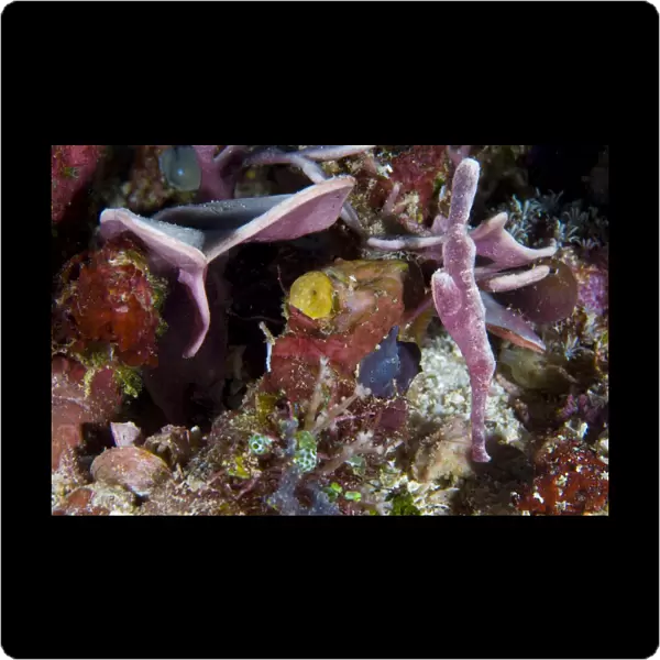 A velvet ghost pipefish amongst colorful coral