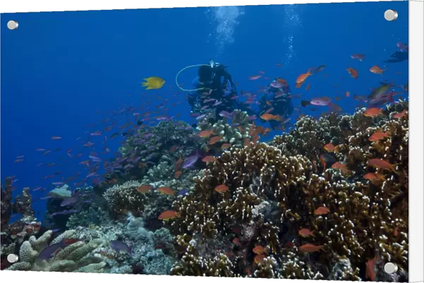 Diver and schooling anthias fish and healthy corals of Beqa Lagoon, Fiji