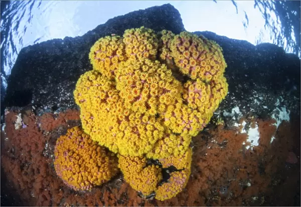 A colony of bright cup corals in Raja Ampat, Indonesia