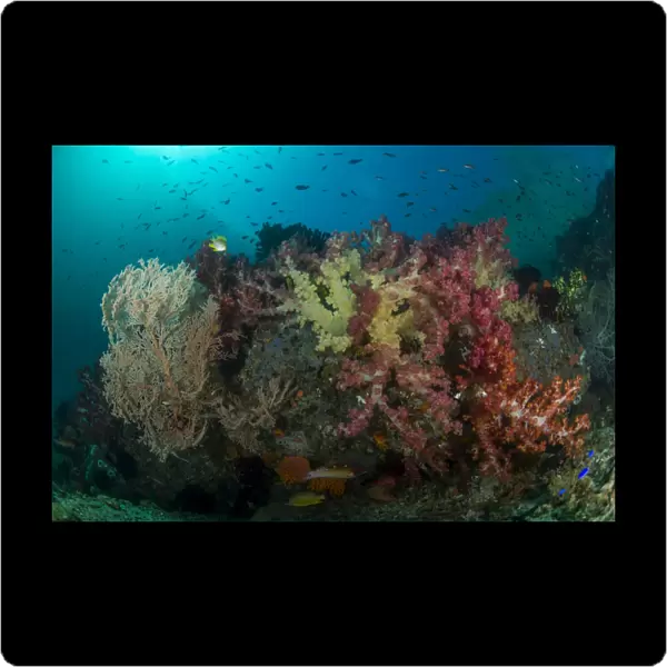 Colorful reef with gorgonian sea fan, soft corals and school of anthias fish