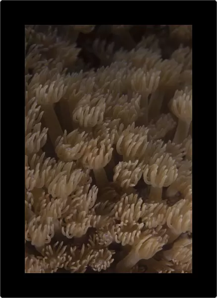 Coral polyps feeding, Beqa Lagoon, Fiji