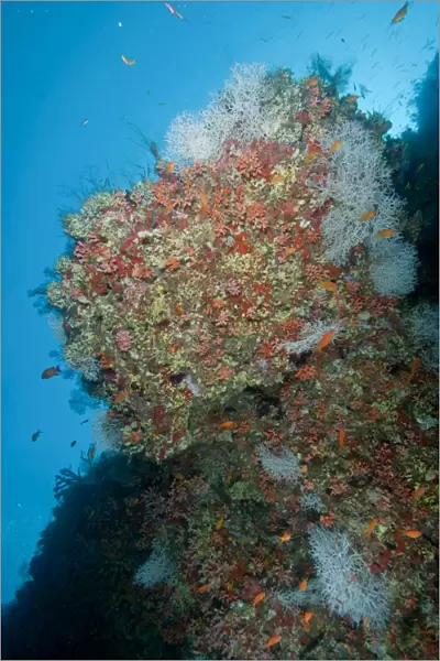 Colourful reef scene, Ari and Male Atoll, Maldives