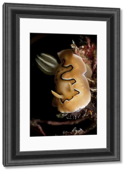 Chromodoris coi sea slug nudibranch