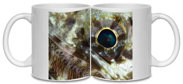 Extreme close-up of a lizardfish eyeball, Australia