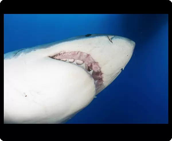 Male great white shark showing teeth, Guadalupe Island, Mexico