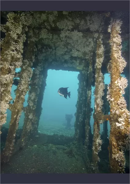 An Atlantic Spadefish swims amongst the USS Indra shipwreck