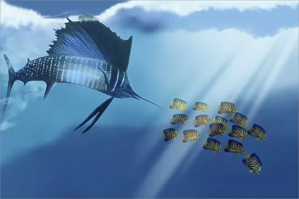 A Blue Marlin swims after a school of Angelfish in the ocean
