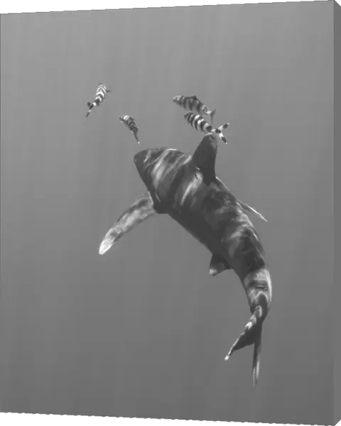 Oceanic whitetip shark chasing a group of fish