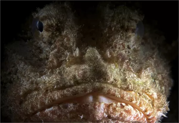 The face of a Spotted Scorpionfish
