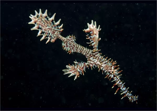 Harlequin ghost pipefish with fins spread wide, North Sulawesi