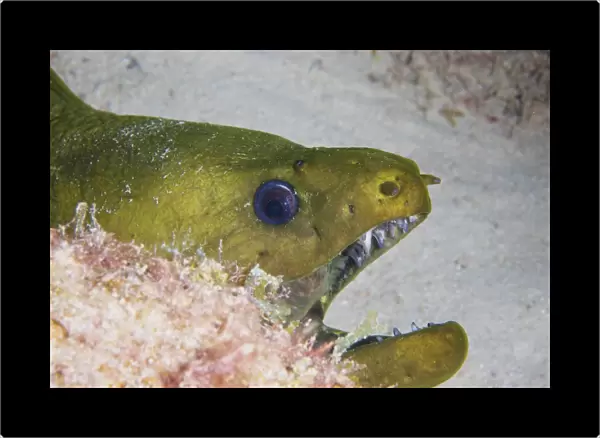 Close-up view of a large green moray eel