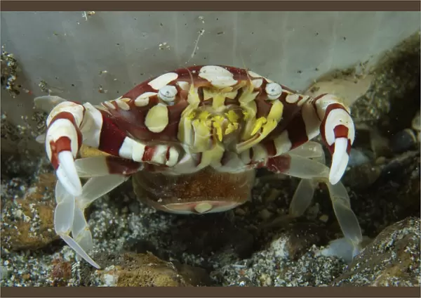 Red and white harlequin crab releasing its eggs, Indonesia