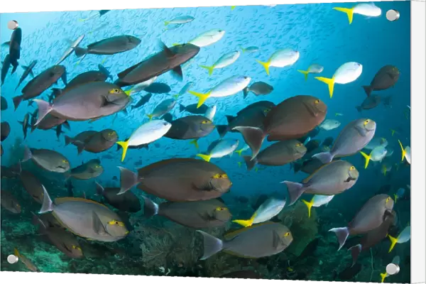 Schooling yellowmask surgeonfish with blue and yellow fusilier fish