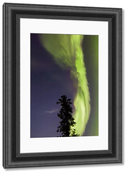 Aurora borealis with tree and shooting star, Yukon, Canada