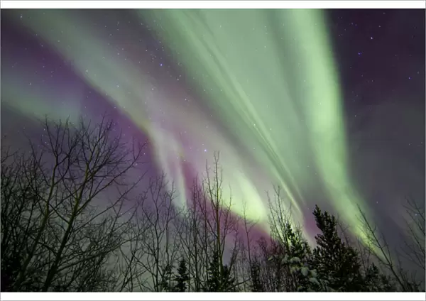 Aurora borealis with trees, Whitehorse, Yukon, Canada