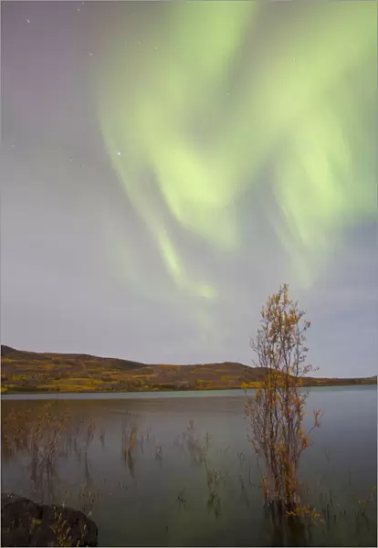 Aurora borealis with moonlight over Lake Laberge, Yukon, Canada