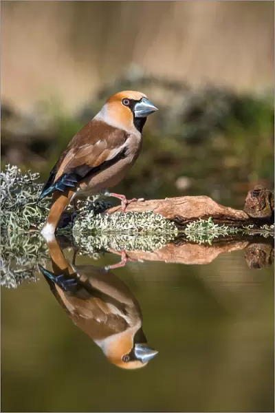 The Hawfinch, Coccothraustes coccothraustes