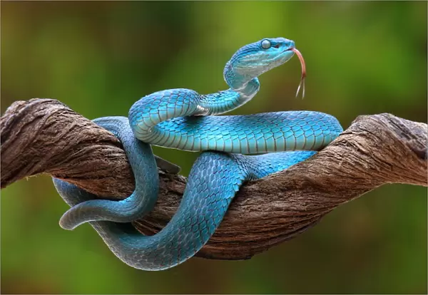 turquoise blue viper