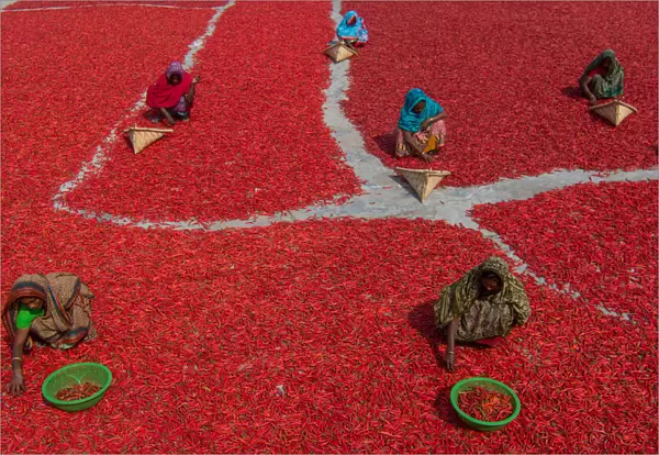 Women collecting red chilies