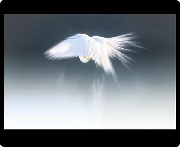 White angel