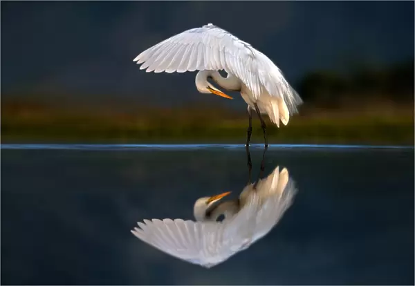 Egret at dusk