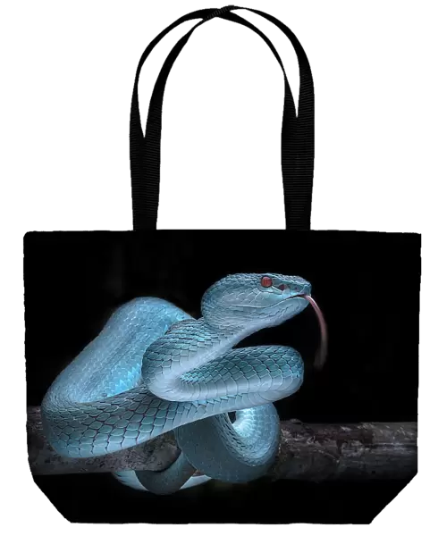 Venomus Blue Viper Snake