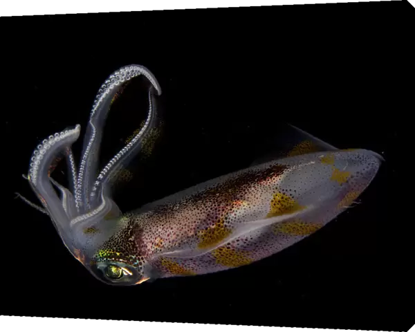 Squid. OLYMPUS DIGITAL CAMERA. Ilan Ben Tov