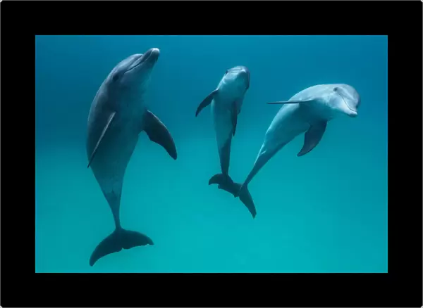 Bottlenose dolphins