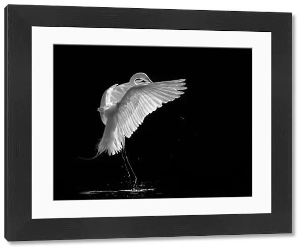 Portrait of A Great White Egret